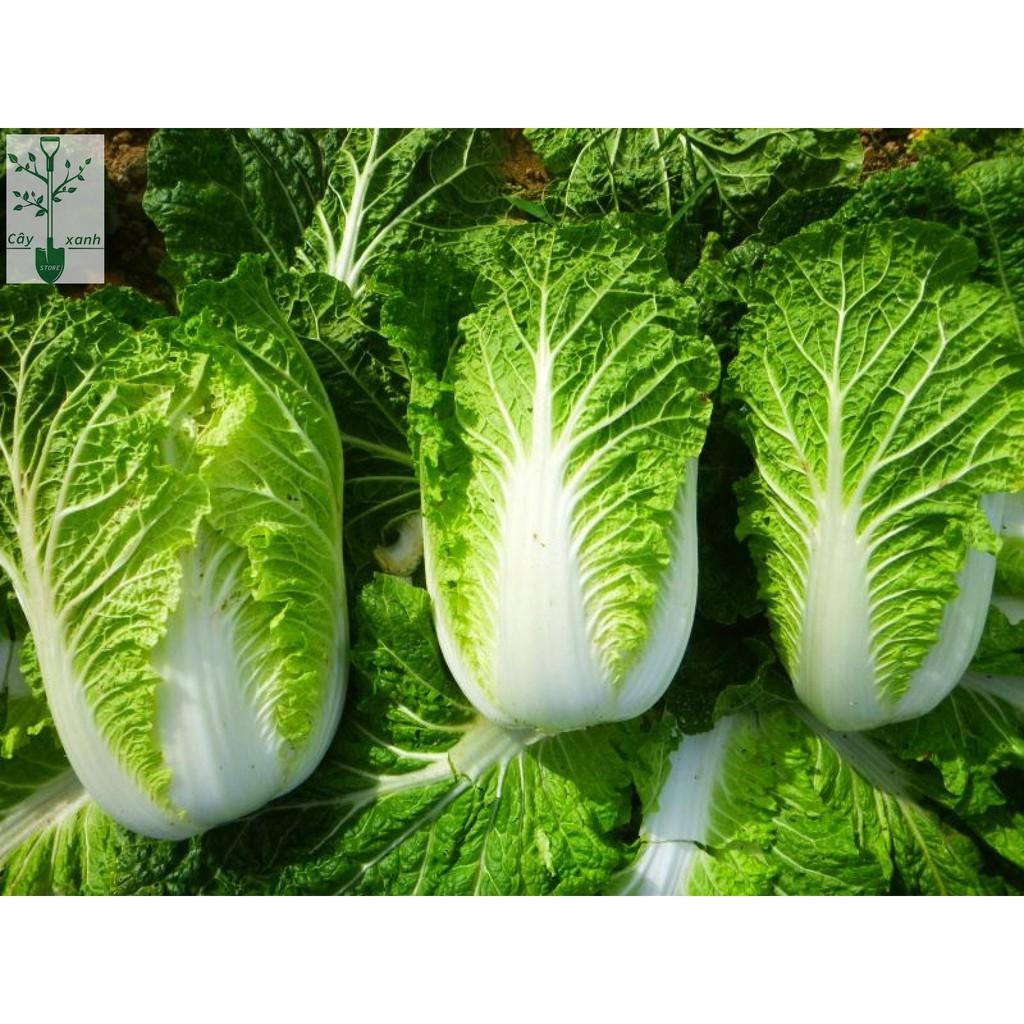 Hạt Giống Rau Cải Thảo F1 Gold Giòn, Ngọt, Giàu Dinh Dưỡng 1Gr - Phú Nông Seeds