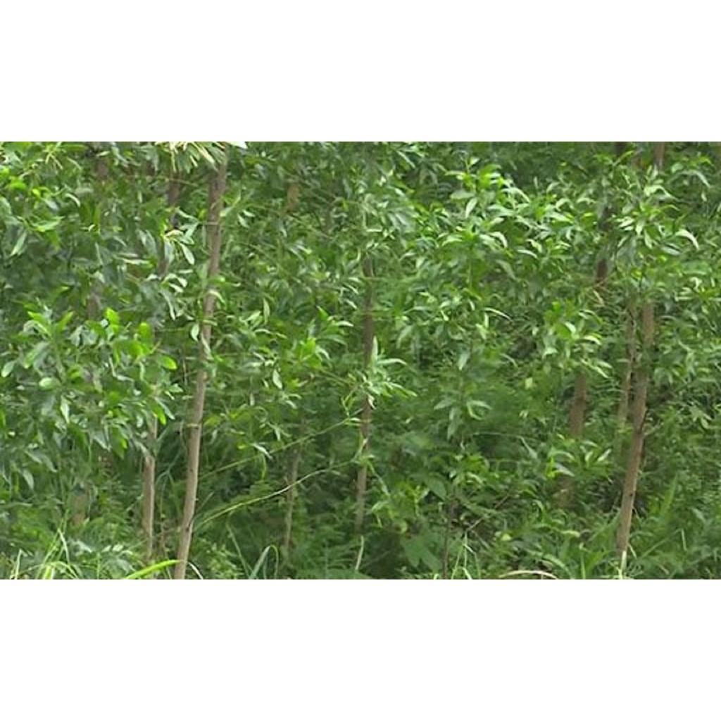 Giống Cây Keo Lá Chàm lấy gỗ- 10 cây