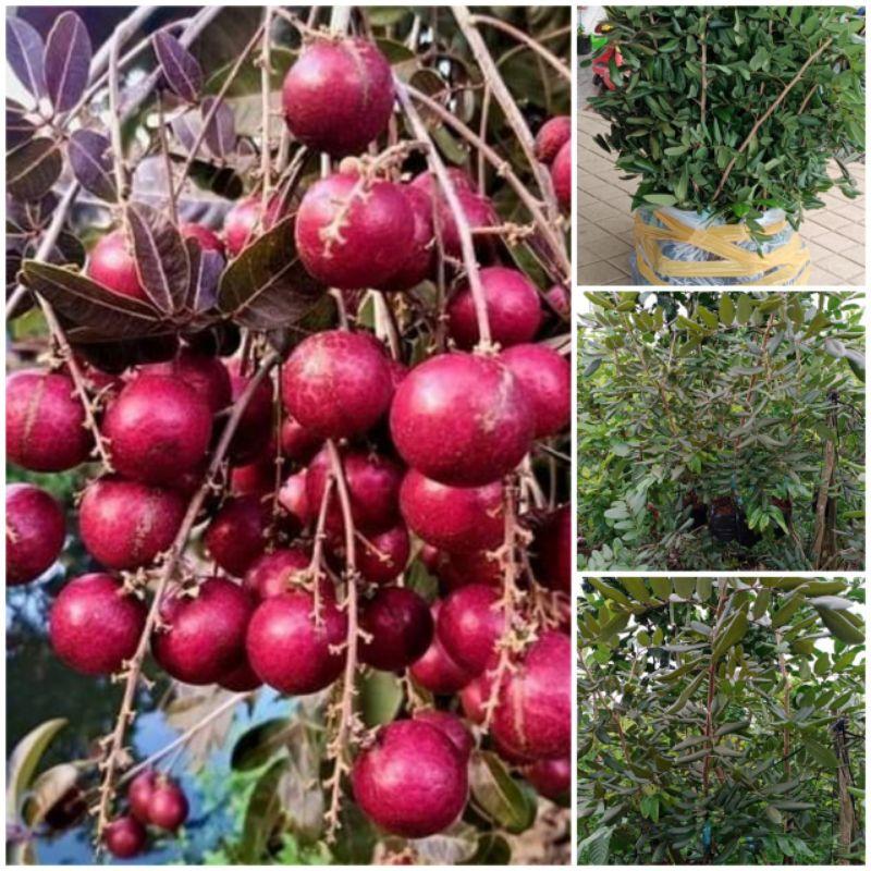 CÂY GIỐNG NHÃN XUỒNG TÍM