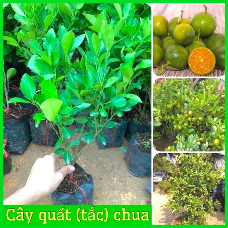 Cây quất chua cây to tán rộng lá xum xuê cao 60-90cm