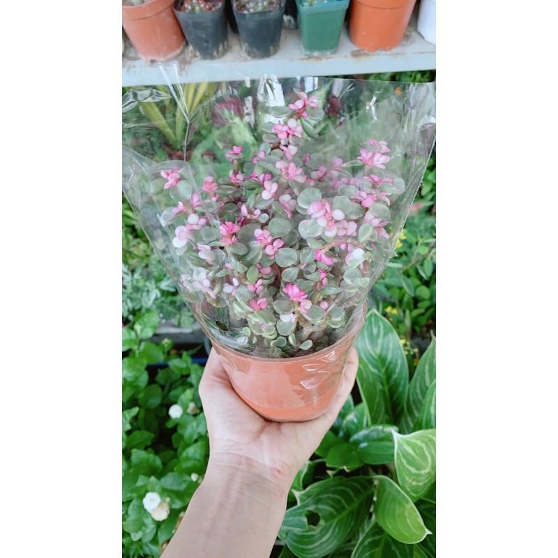 Cành Vàng Lá Ngọc