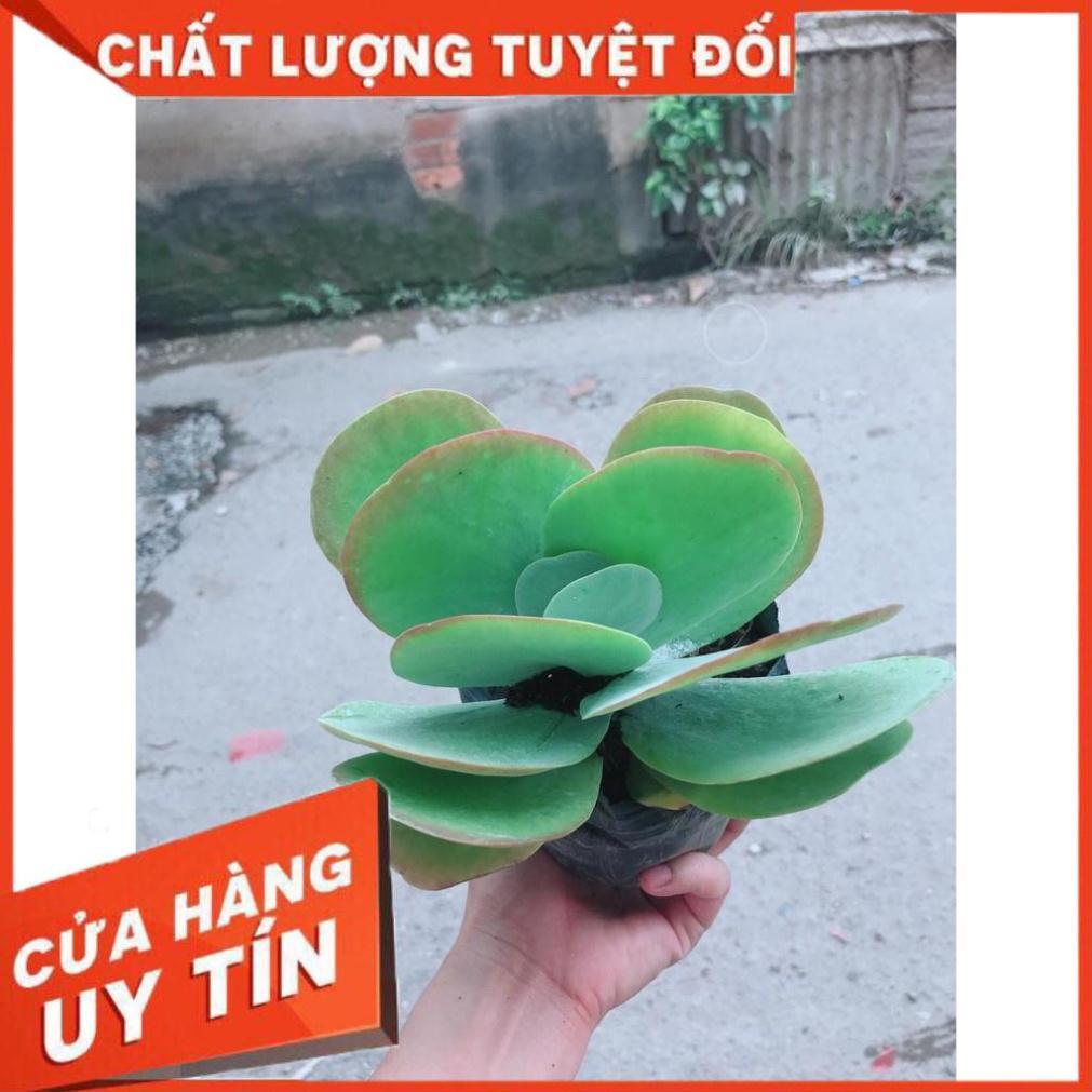 Sen đá cánh bướm + chậu sứ trắng Nhiều Người Mua