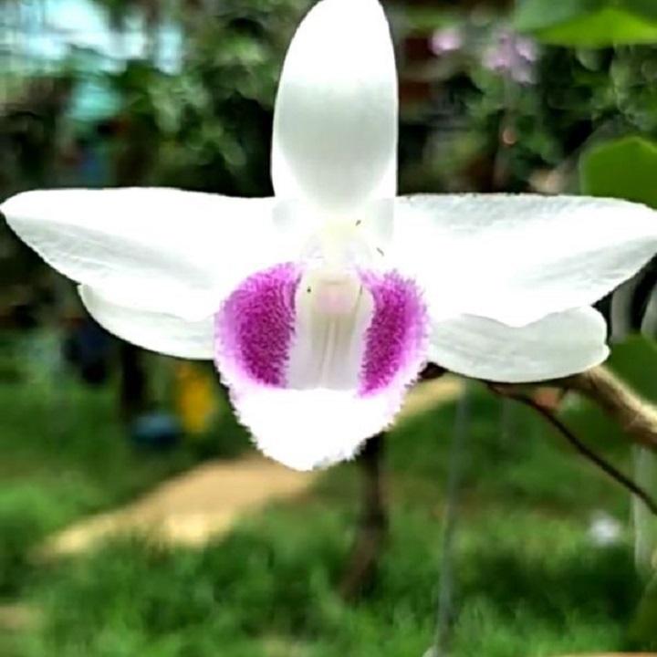 Lan phi điệp đột biến 5 cánh trắng CHUMORAY , hoa cực đẹp