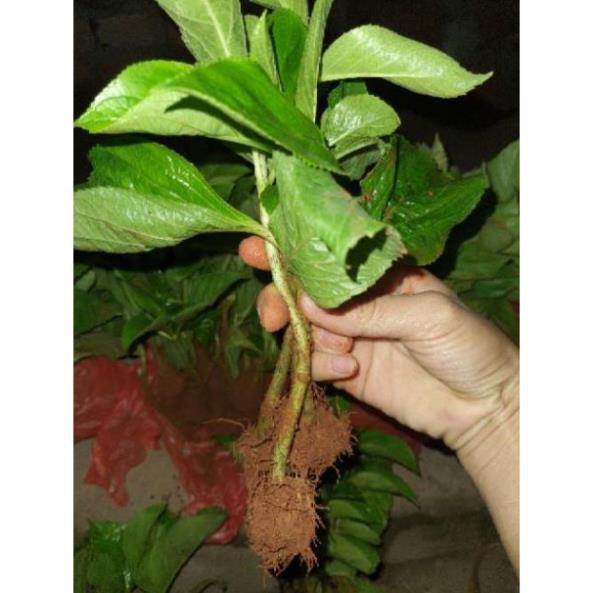 Com bo 2 cây cẩm tú cầu bầu ổn định