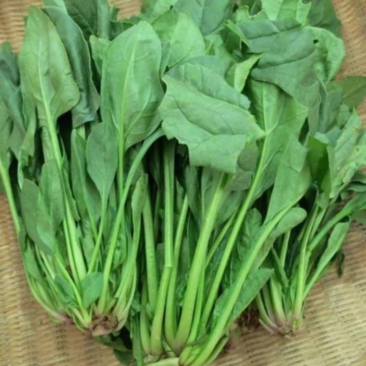 Combo 3 gói hạt giống rau cải bó xôi - rau chân vịt dể trồng f1-gói 20 gram-tặng kèm gói phân bón lót