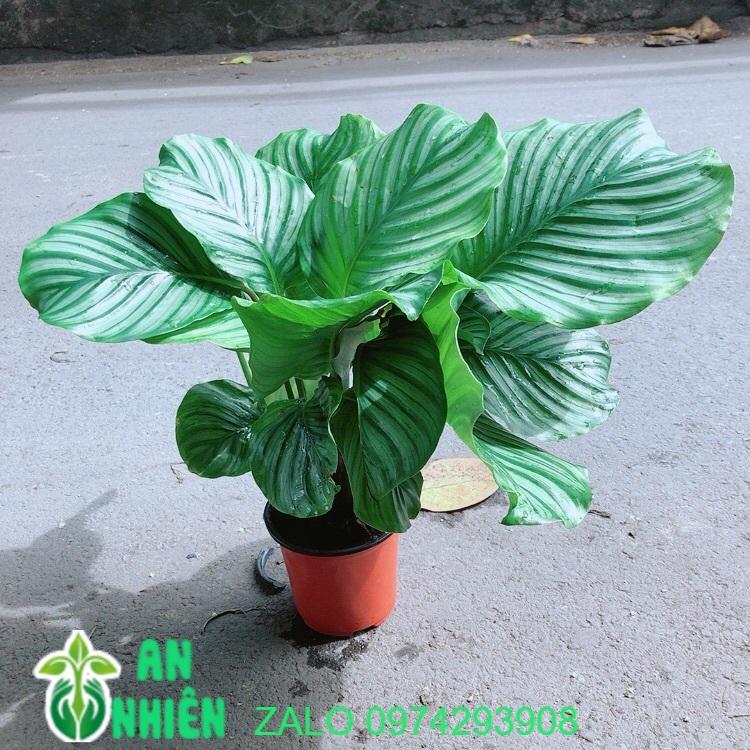 Đuôi Công Táo Xanh