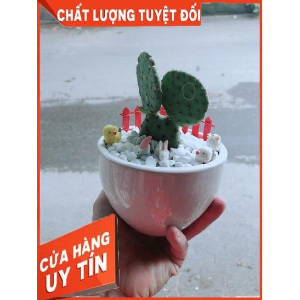 Chậu Xương Rồng Tai Thỏ