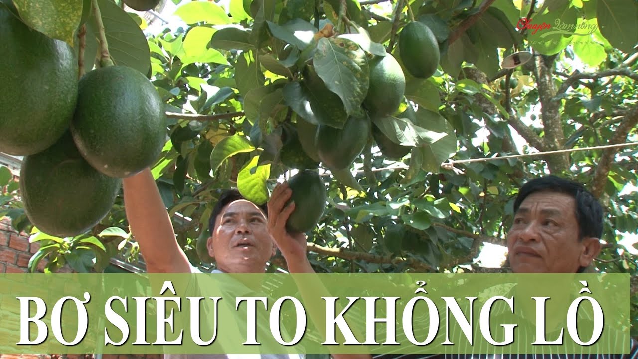 Giống bơ Thành Bích trái to khổng lồ nhất hiện nay