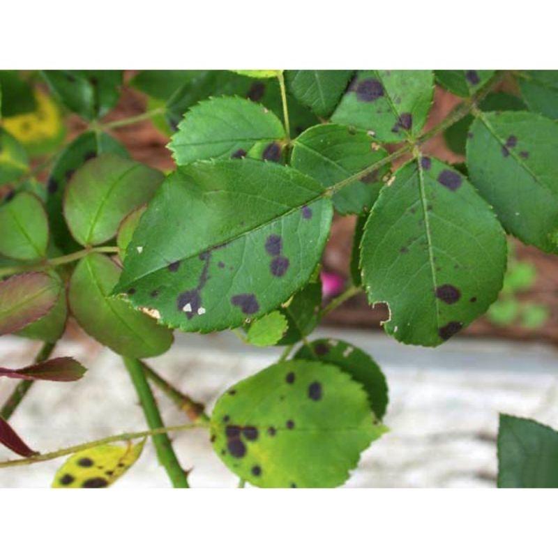 Chế phẩm Bellkute 40wp Nhật Bản. Trị phấn trắng hoa hồng, dưa bầu bí, cây cảnh