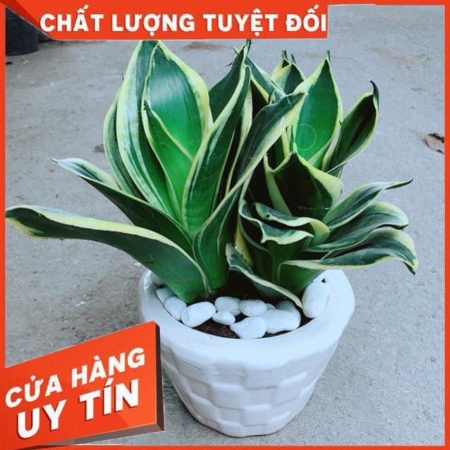 Chậu Lưỡi Hổ Thái