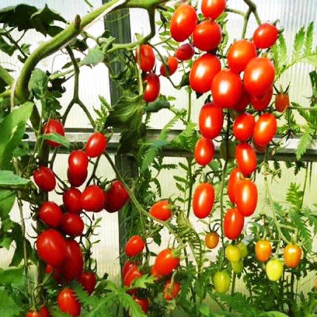 Hạt Giống Cà Chua Bi Đỏ - 50 hạt