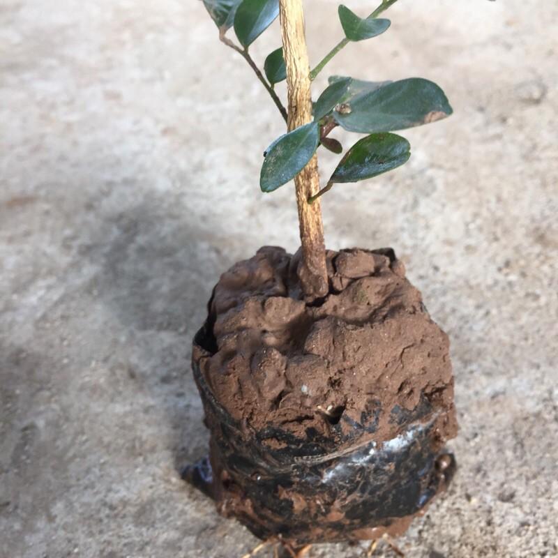 Cây nguyệt quế hạt, chiều cao 30cm thân trụ thẳng sức sống tốt dễ chăm sóc, thích hợp trang trí cảnh quan