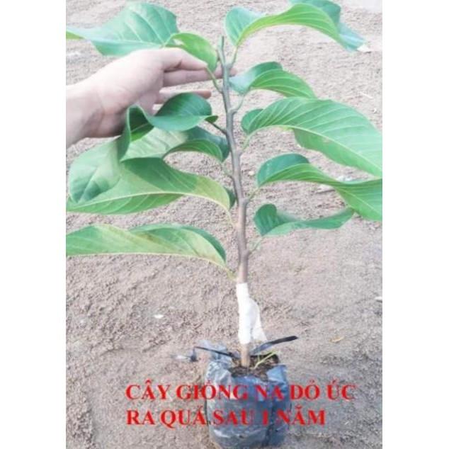 Sản phẩm CÂY NA ĐỎ CAO SẢN