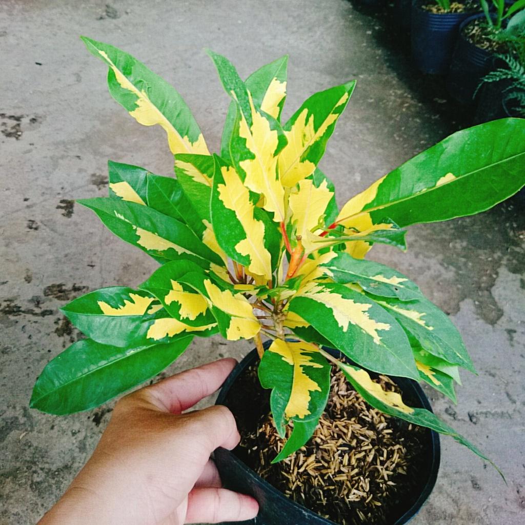 Cây Lá Màu Hoàng Kim - cây cảnh để bàn + tặng phân bón cho cây
