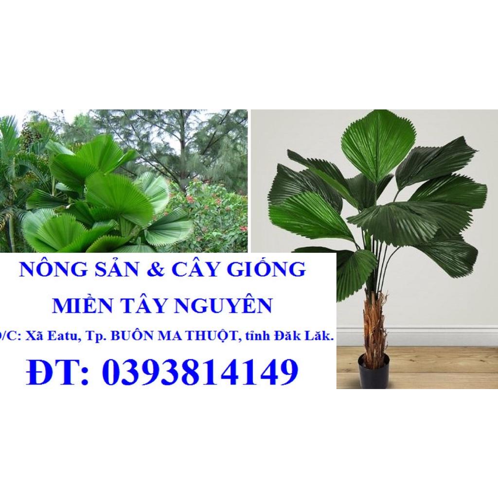 CÂY CỌ NHẬT  NHƯ HÌNH  *