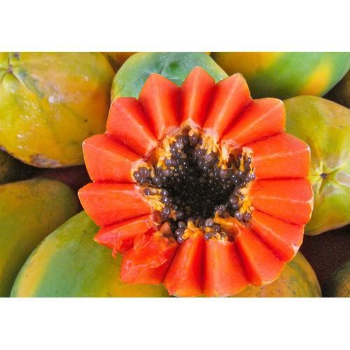 CÂY GIỐNG ĐU ĐỦ RUỘT ĐỎ LÙN ĐÀI LOAN, SIÊU QỦA, SIÊU NGON, SIÊU KINH TẾ, CAM KẾT GIỐNG CHUẨN F1