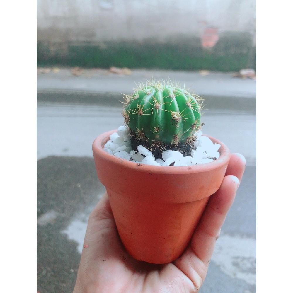 Chậu Xương Rồng Bí Xanh