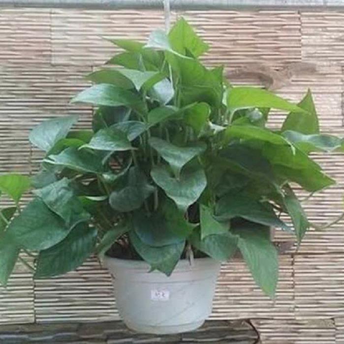 CHẬU CÂY TRẦU BÀ LÁ XANH, CÂY PHONG THỦY MANG TÀI LỘC CHO GIA CHỦ