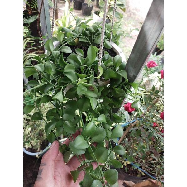 Cây Đô La Chậu Treo