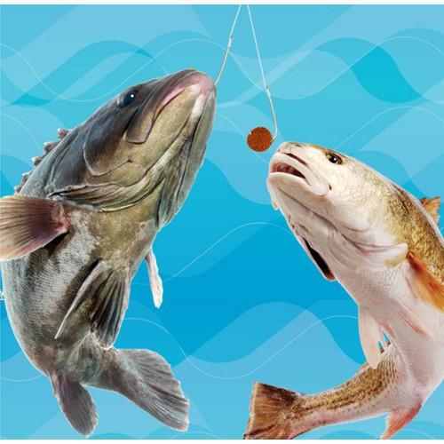 Hộp mồi câu trắm, chép dạng viên siêu nhạy
