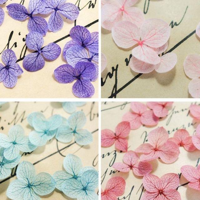 Hộp 12 Màu Hoa Cẩm Tú Cầu Khô Màu Sắc Rực Rỡ - Trường Thịnh Sài Gòn