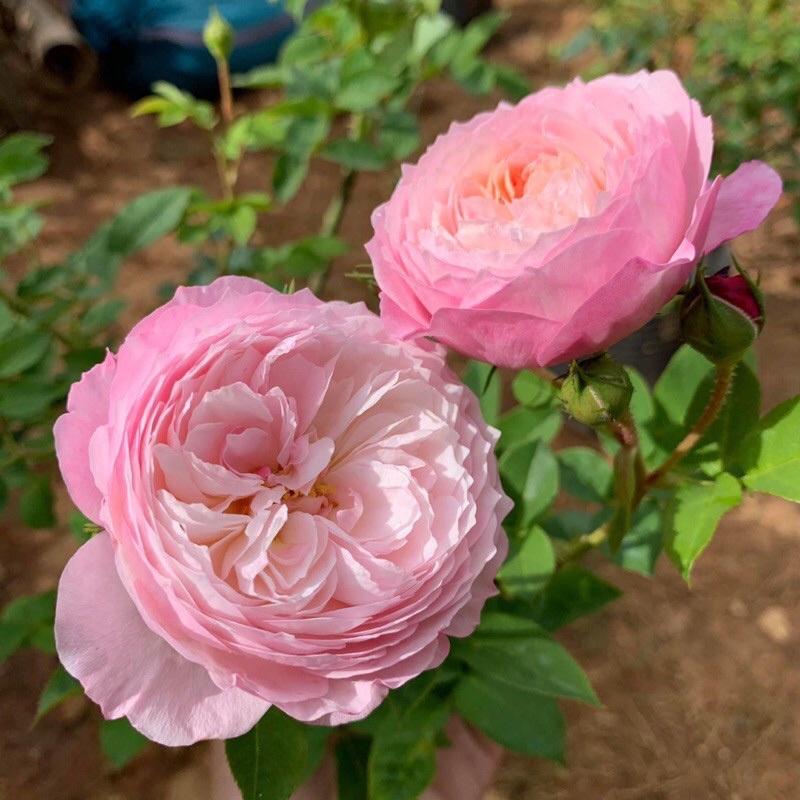 Hoa hồng ngoại Constance Rose - hồng bụi, hoa chùm