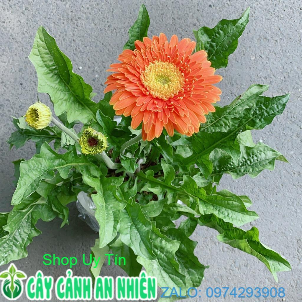 Cây Hoa Đồng Tiền  Size Lớn