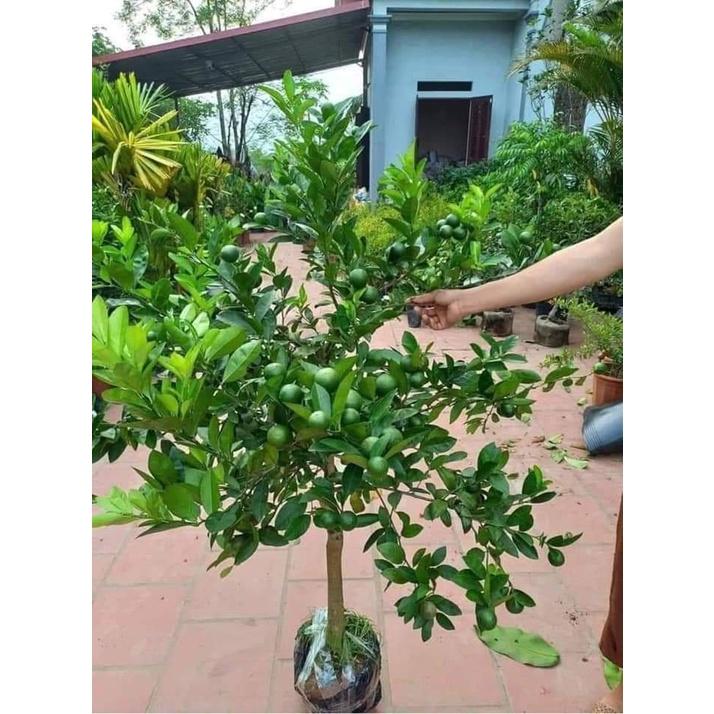 Cây giống Chanh Cao Sản
