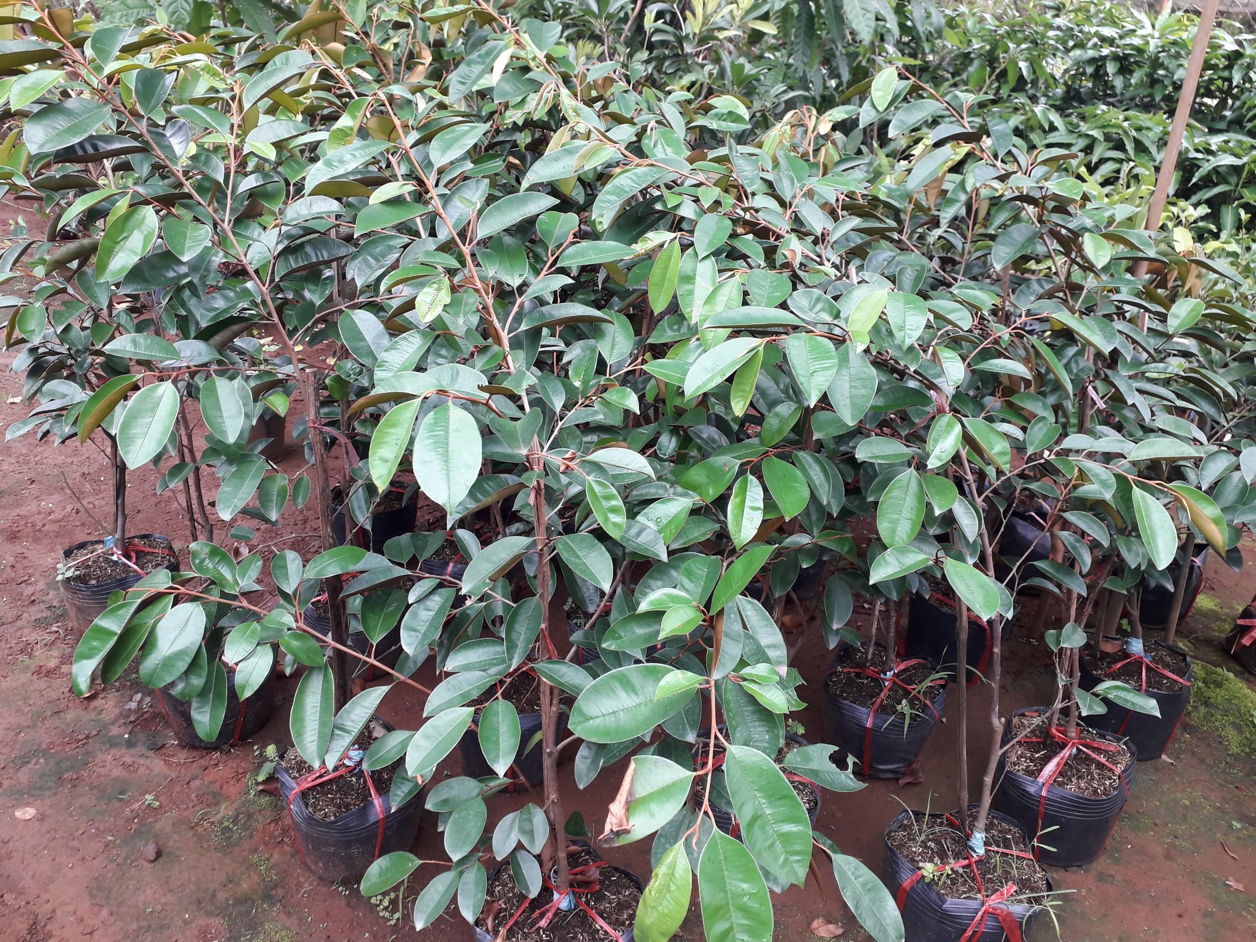 CÂY GIỐNG VÚ SỮA LÒ RÈN KHỔNG LỒ CAO GẦN 2M.