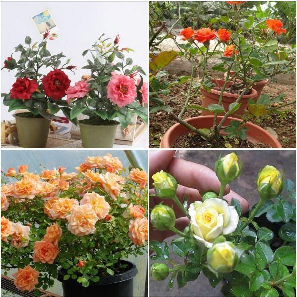 Combo 3 gói hạt giống hoa hồng mix
