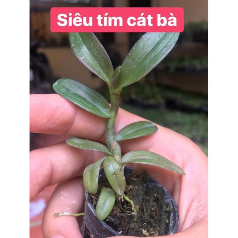 Dã hạc châu như đỏ