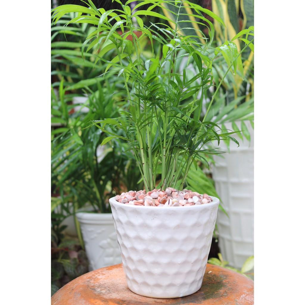 Chậu Cao Tiêu để bàn