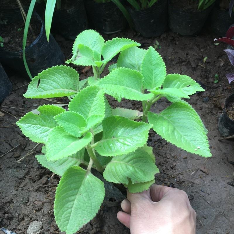 CÂY HÚNG CHANH - CÂY GIA VỊ HƯƠNG THƠM