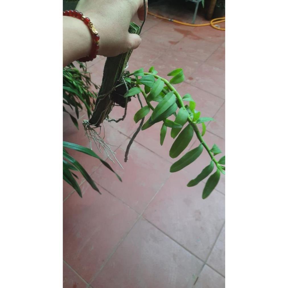 Hoa phong lan phi điệp tím thái+ 700g phân thỏ hữu cơ ki mập khỏe ấm chậu