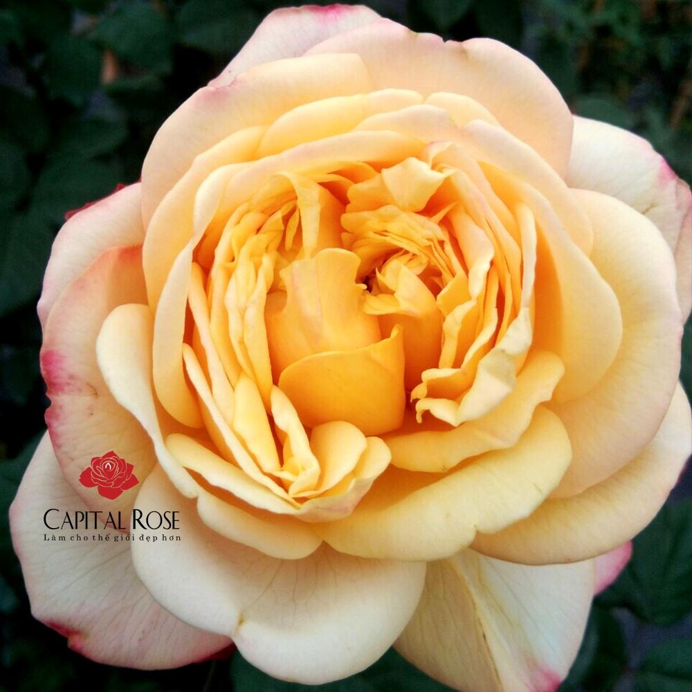 Hoa hồng leo Kordes’ Jubilee rose - bầu vải, cây to lớn, già