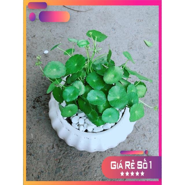 Chậu Cỏ Đồng Tiền