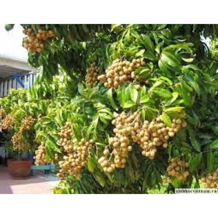 CÂY GIỐNG NHÃN HẠT LÉP THÁI LAN SIÊU NGON SIÊU QUẢ- CAM KÊT GIỐNG CHUẨN F1