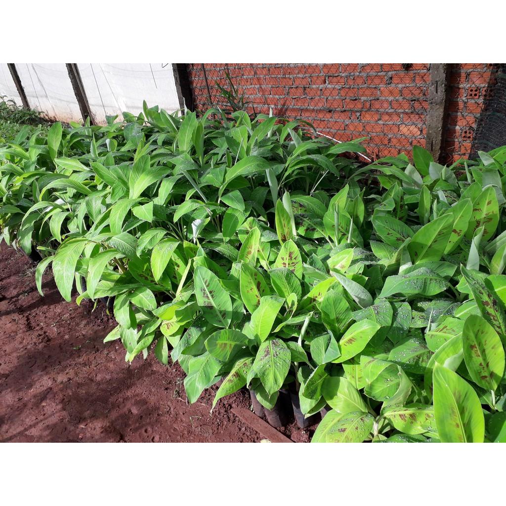 Cây giống Chuối Sứ 100% GIỐNG CHUẨN