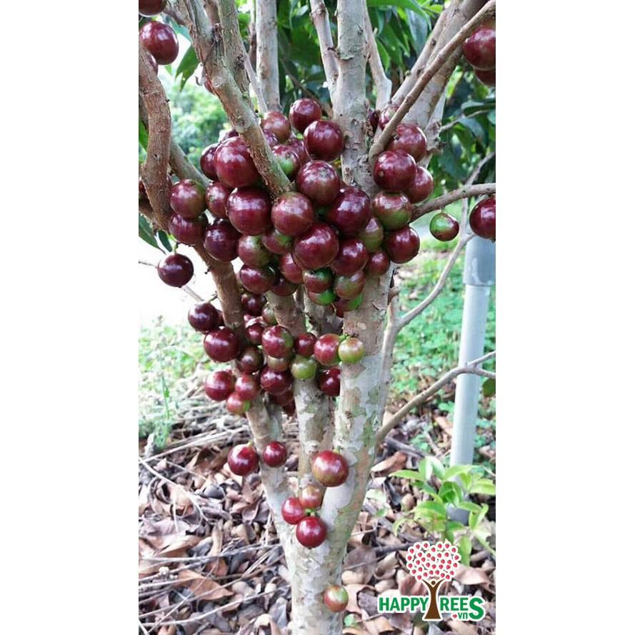 Cây Nho thân gỗ tứ quý giống