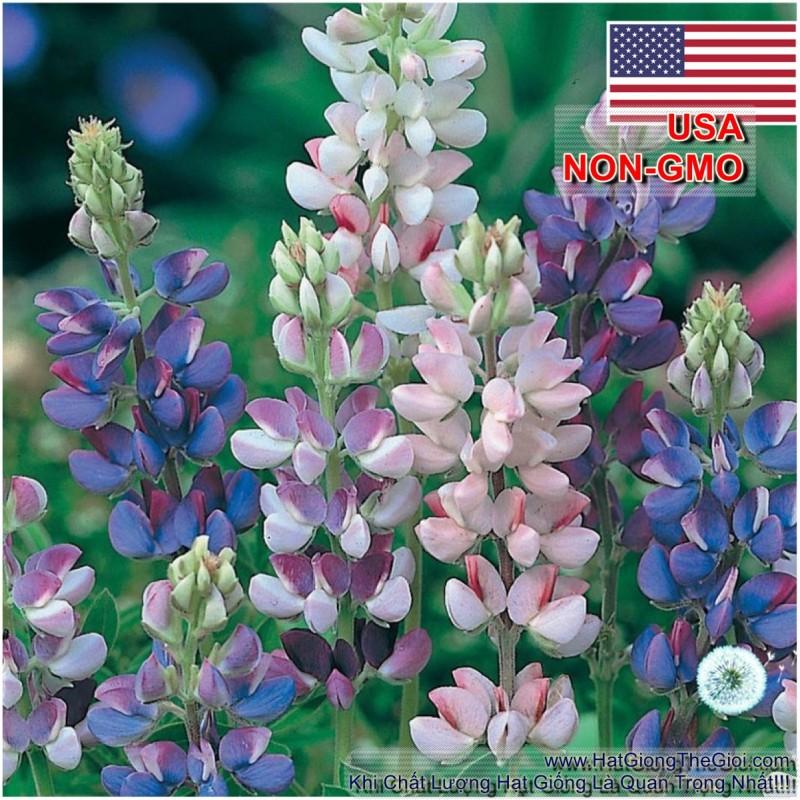 200.HẠT Hạt Giống Hoa Đậu Lupin Chịu Nhiệt Lùn Mix