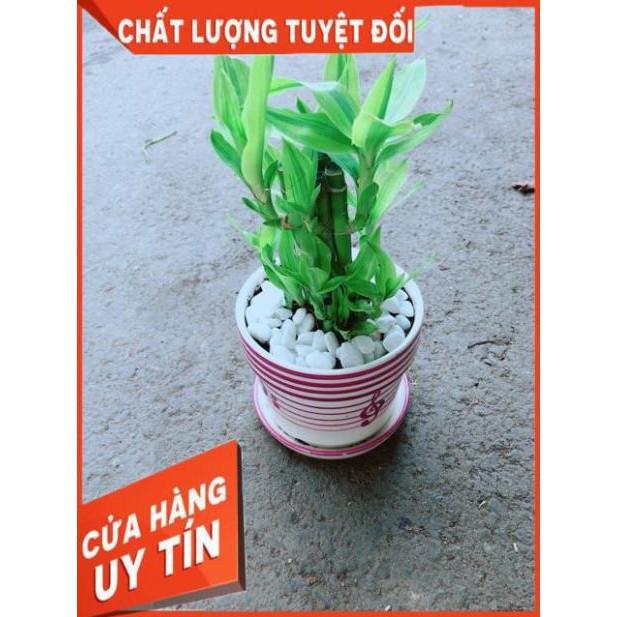 Chậu Trúc Phát Tài