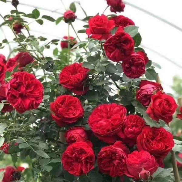 COMBO 4 CÂY GIỐNG HOA HỒNG LEO