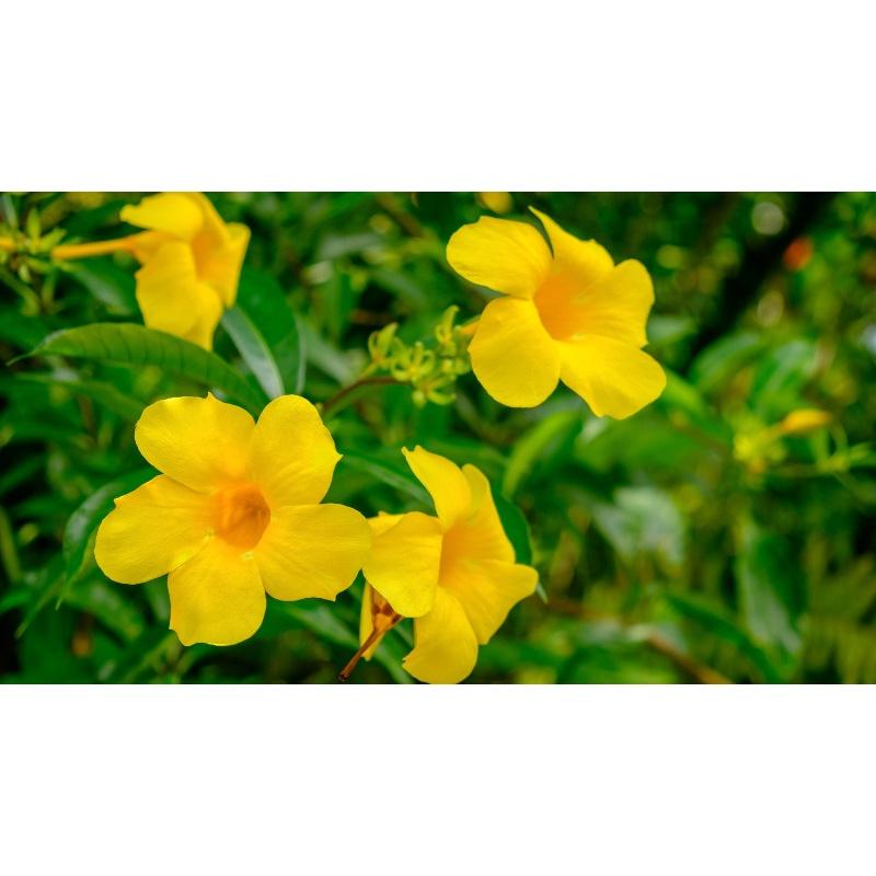 1 KG HẠT GIỐNG CÂY CHUÔNG VÀNG