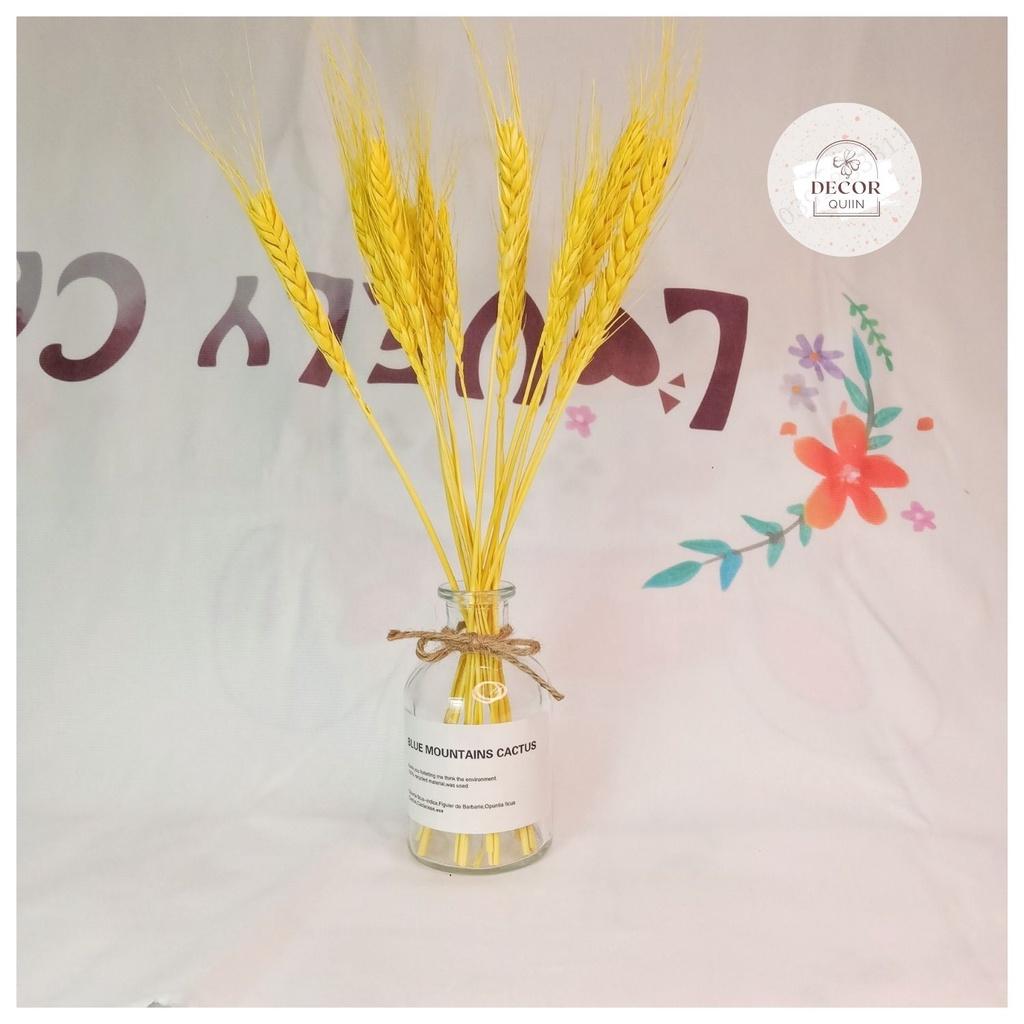 Lọ hoa để bàn️lúa mạch khô15 bông hoa khô trang trí quán cafe decor decor phòng quán trà sữa trang trí shop thời trang