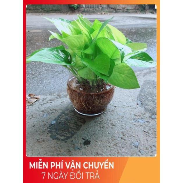 Trầu Bà Thái Vàng Trồng Thuỷ Sinh