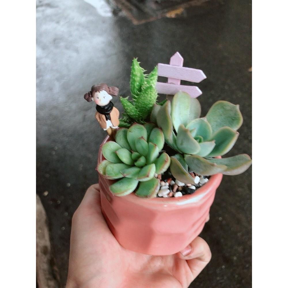 Chậu sen đá tiểu cảnh 6
