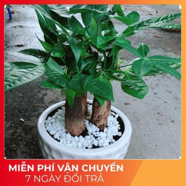 Chậu Kim Ngân 3 Thân