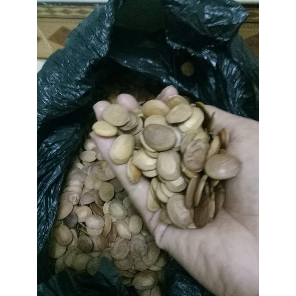 1kg Hạt giống ban tây bắc