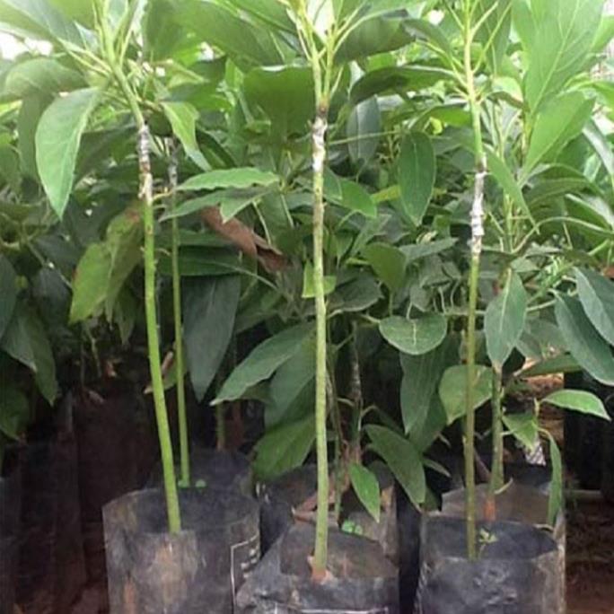 CÂY GIỐNG BƠ SÁP BOOTH 7 SIÊU NGON