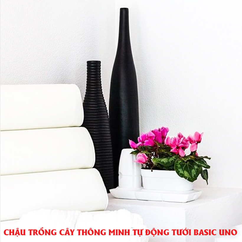 CHẬU TRỒNG CÂY ĐỂ BÀN THÔNG MINH TỰ ĐỘNG TƯỚI BASIC UNO trong 2 tháng